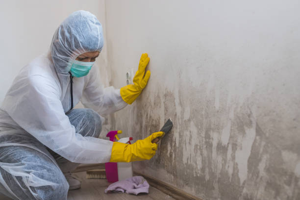 Best Toxic Mold Removal  in Palmetto Bay, FL