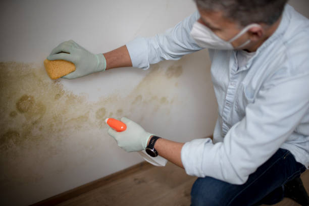 Attic Mold Removal in Palmetto Bay, FL