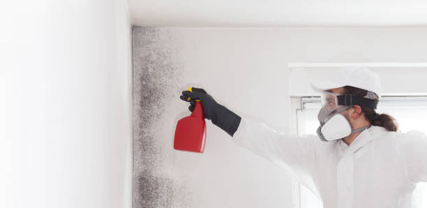 Best Residential Mold Removal  in Palmetto Bay, FL