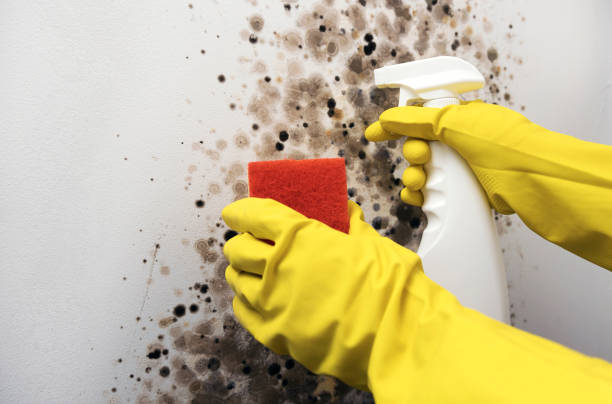 Best Professional Mold Removal  in Palmetto Bay, FL